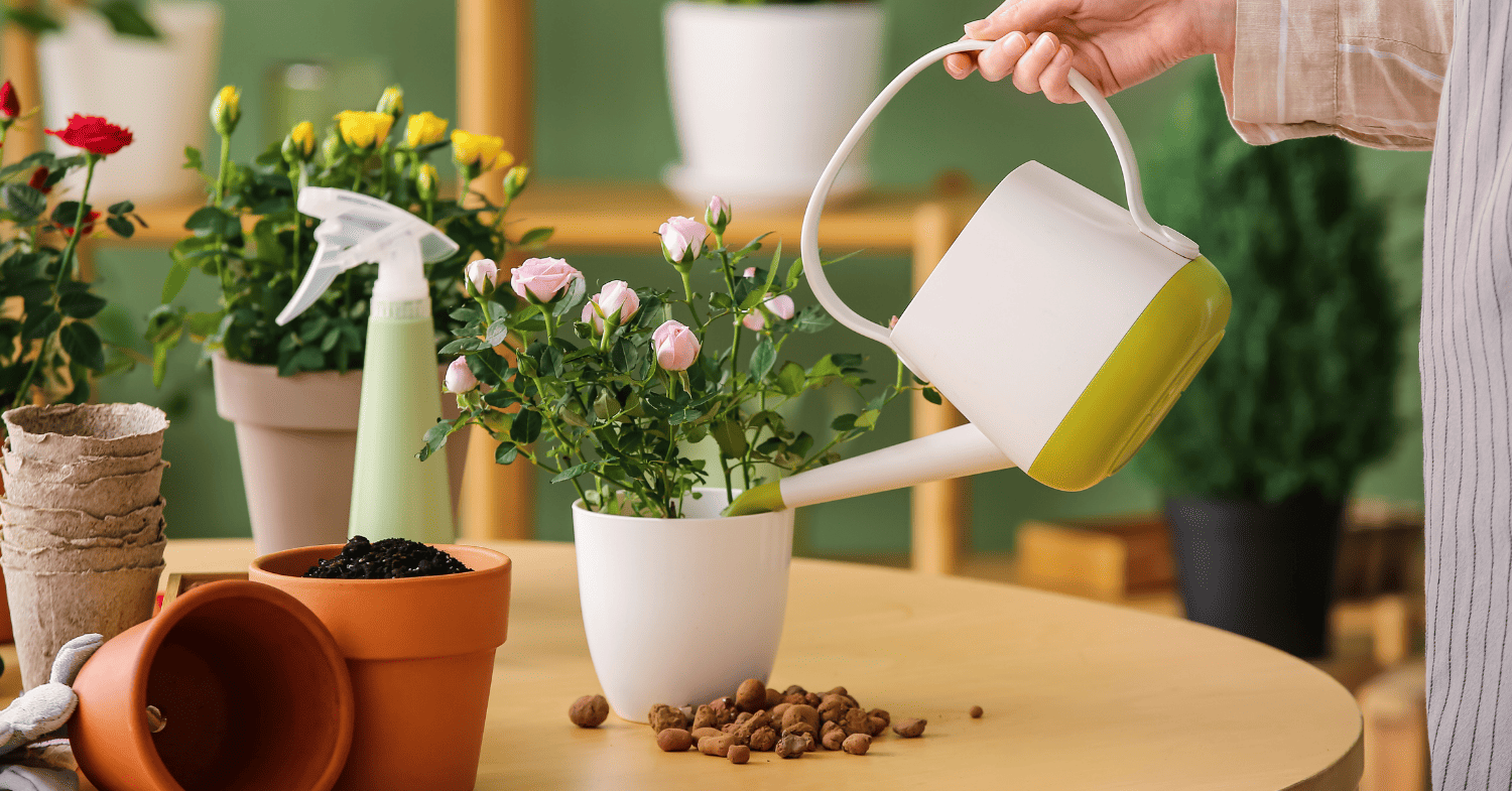 למה הצמח שלי נובל - מומחי גינון מסבירים: טעויות שגורמות לצמחים לנבול