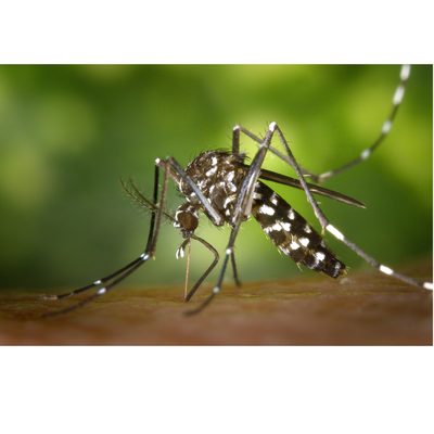 הדברת יתושים בקיץ - המדריך המלא לשמירה על איכות חיים ללא יתושים