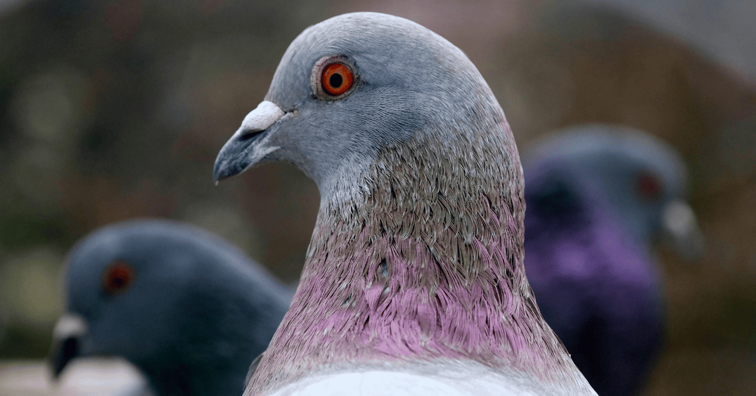 מרחיק יונים: ניסיתם הכל להרחקת יונים והן חוזרות? הנה מה שלא עשיתם נכון