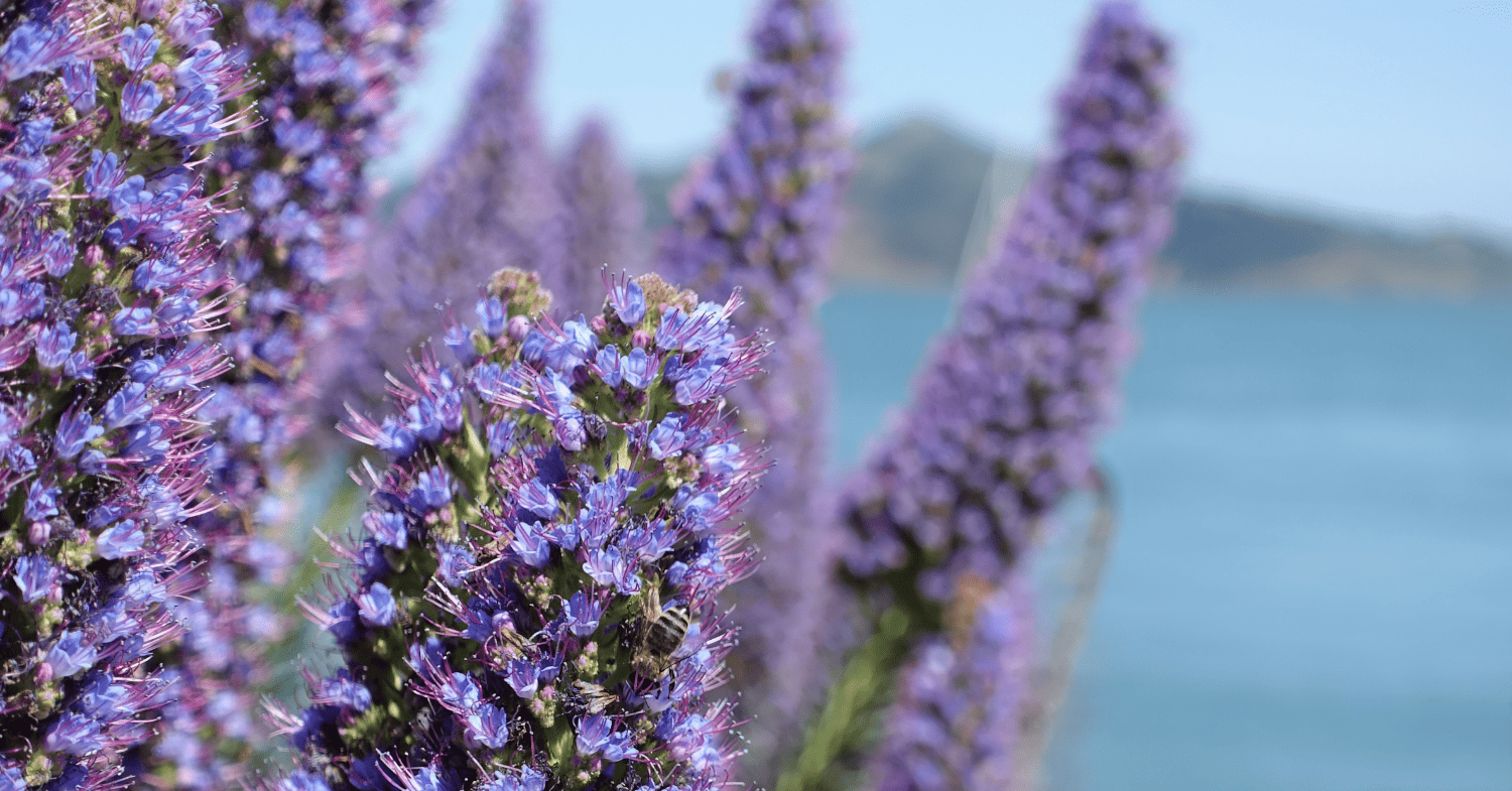 בין חוף לכורכר: פרח ים | צמחי חוף ישראל - פרחים מול חוף הים התיכון