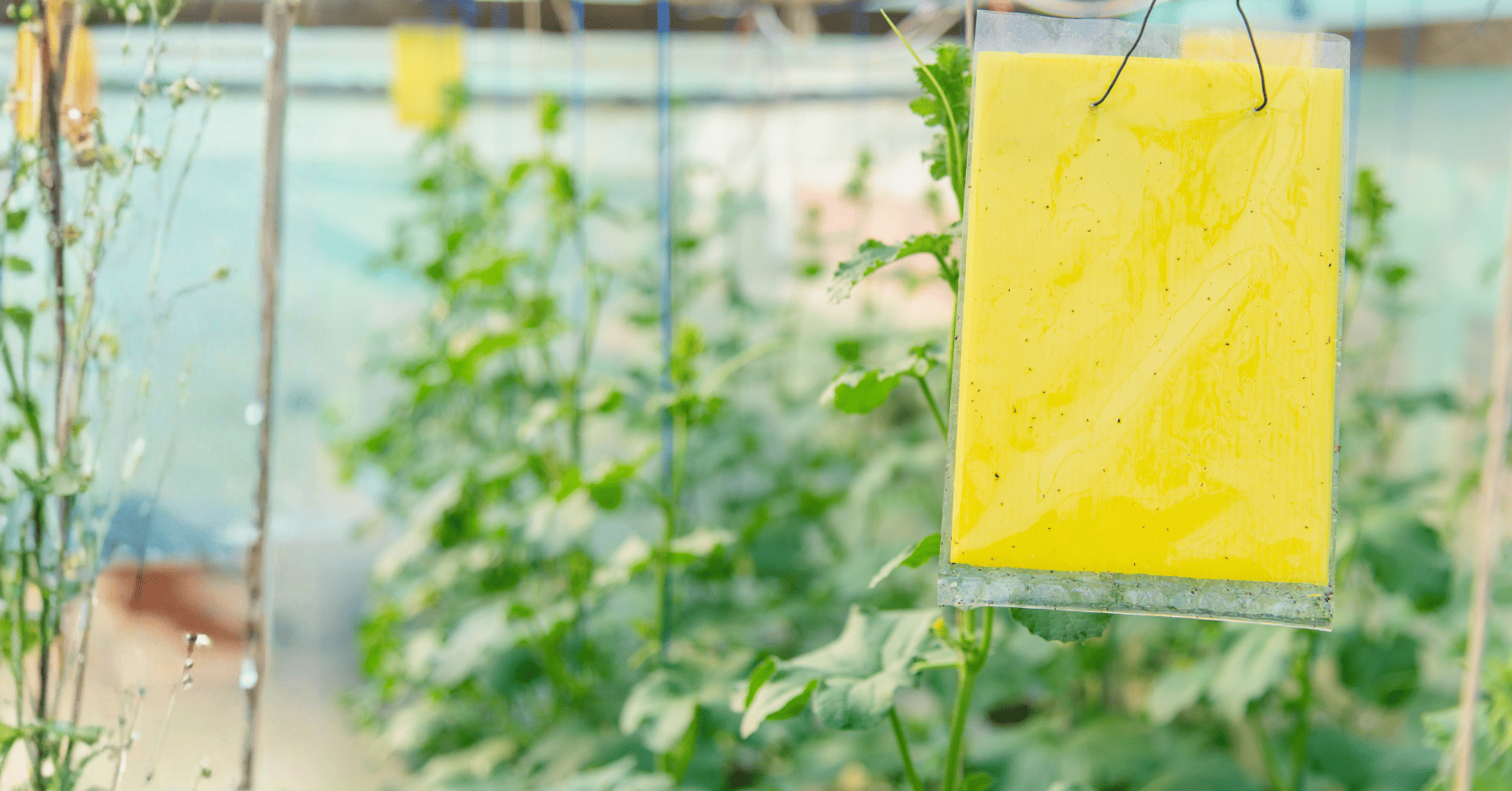 מדבקה לזבובים - 10 מלכודות זבובים לגינה: הפתרון הפשוט לבעיה הכי מעצבנת