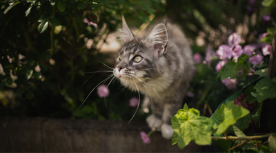 איך מרחיקים חתולים: שיטות הומאניות להרחקת חתולים