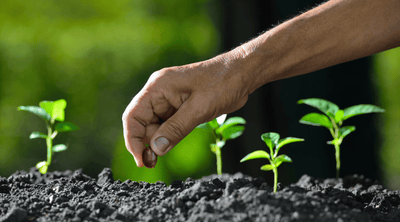 זרעים ופקעות | לשתילה, לזריעה בגינה ולהנבטה - המדריך המלא