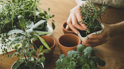 לגדל צמחי תבלין בבית | אילו עשבי תיבול מומלצים לגידול בבית / במרפסת?