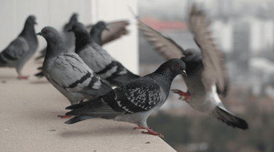 הרחקת יונים וציפורים | שיטות ופתרונות להרחקת יונים / ציפורים ביעילות