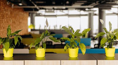 צמחיה מלאכותית איכותית | צמחים מלאכותיים לבית / למשרד במחירים משתלמים