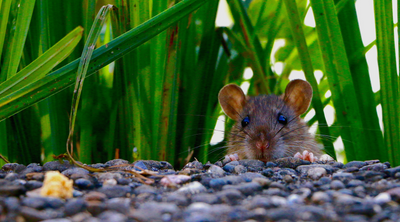 שיטות להרחקת חולדות ועכברים מהבית והגינה לבד