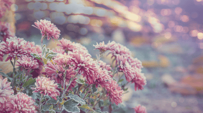 פרחי סתיו | 10 זני פרחים / צמחים מומלצים לגידול ושתילה בגינה בסתיו