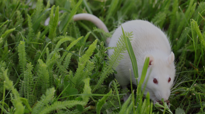 סוגי הדברה והרחקת חולדות ועכברים: מדריך הדברה אלקטרונית