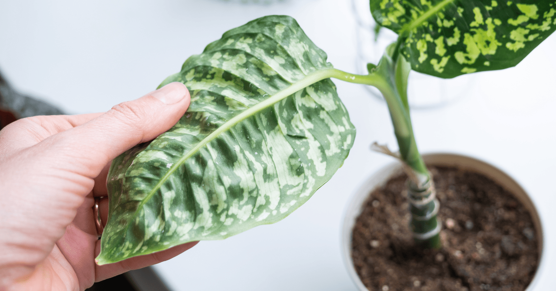 אקרית הקורים: המזיק הקטן שהורס גינות שלמות - ומה עושים נגדו? | אקריות