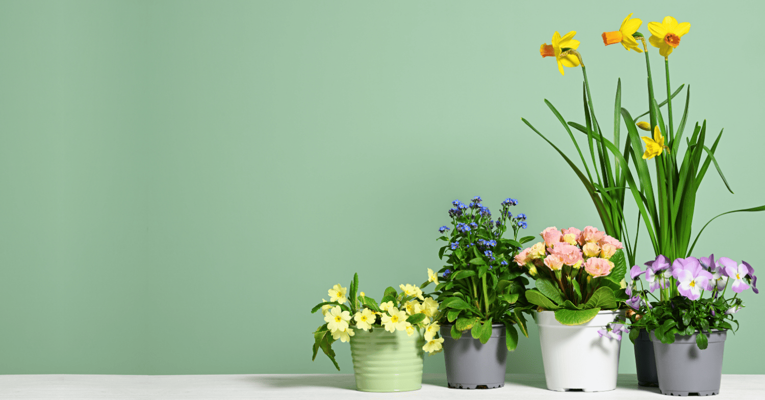 כמה עולה שק הומוס? החל מ-₪39 לדלי הומוס תולעים דשן אורגני | צור מרקט