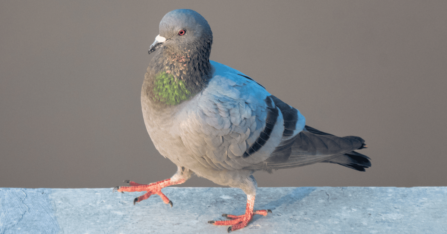 דוקרן להרחקת יונים - דוקרנים נגד יונים: המדריך המעודכן לפי סוגי מבנים