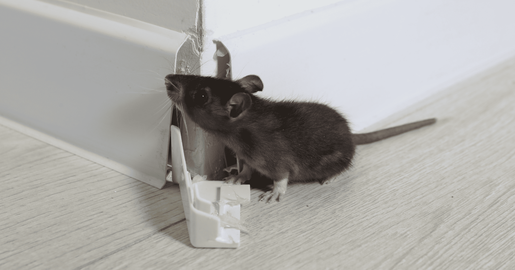 לא ריסוס, ולא מלכודות: הדברה אלקטרונית זה לא קסם - אבל זה קרוב מאוד