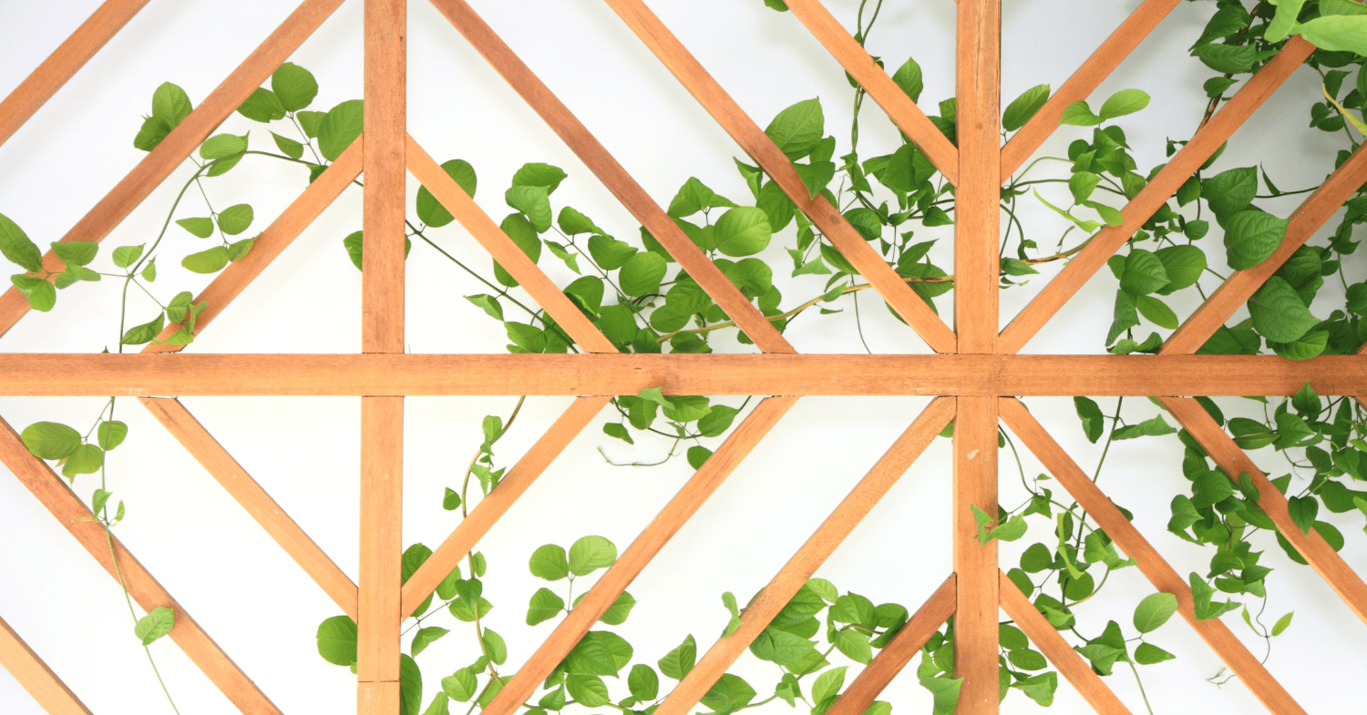 צמח מטפס - "תחזיקו אותי!": האביזרים שהצמחים המטפסים חייבים בחורף הזה