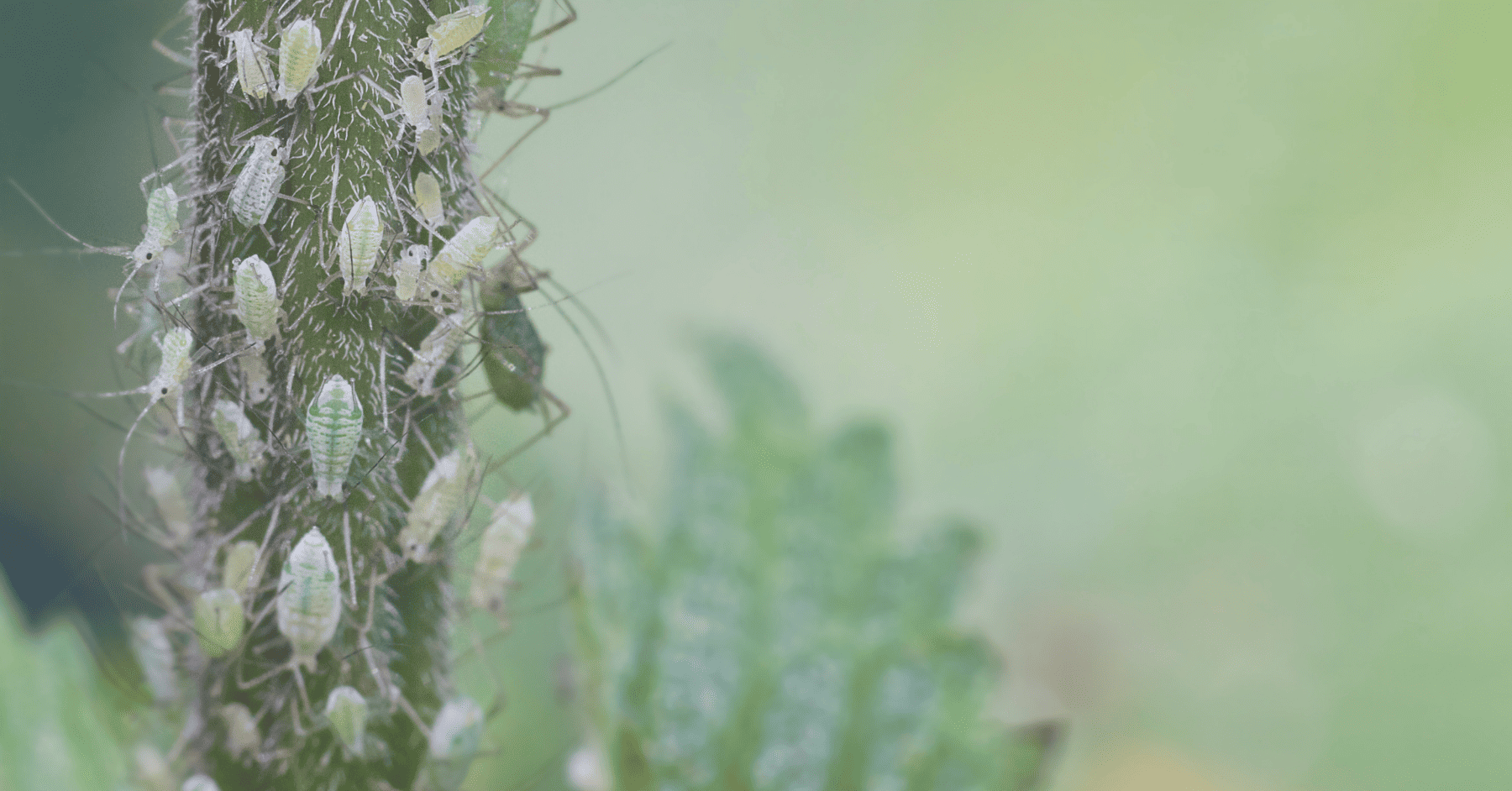 לזהות. להדביר. ולשחרר את הצמח - המדריך שרציתם לקרוא על הדברת כנימות