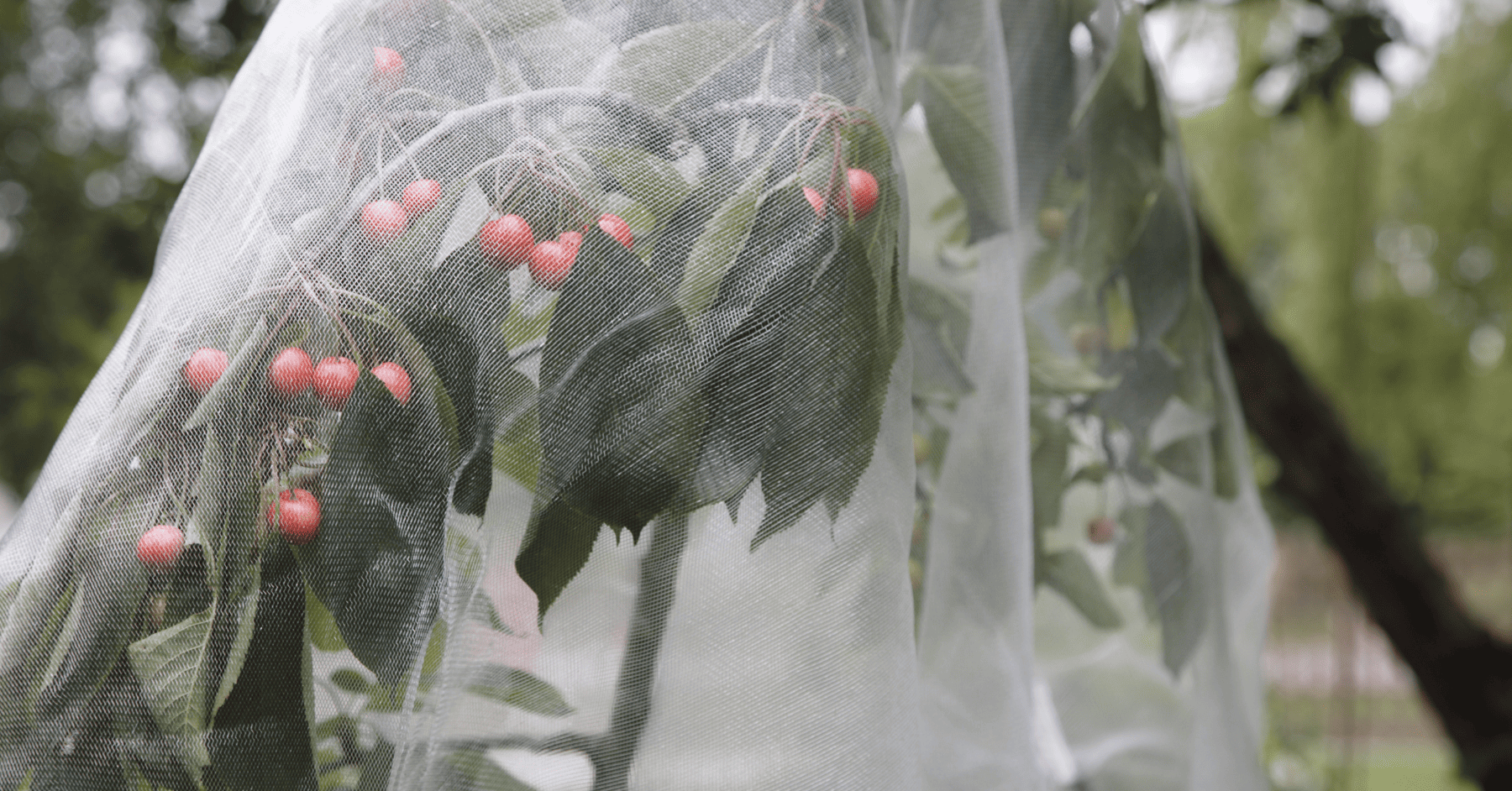 רשתות מזיקים - רשת מש לכיסוי שתעשה סוף לזבובים, דבורים וציפורים בגינה