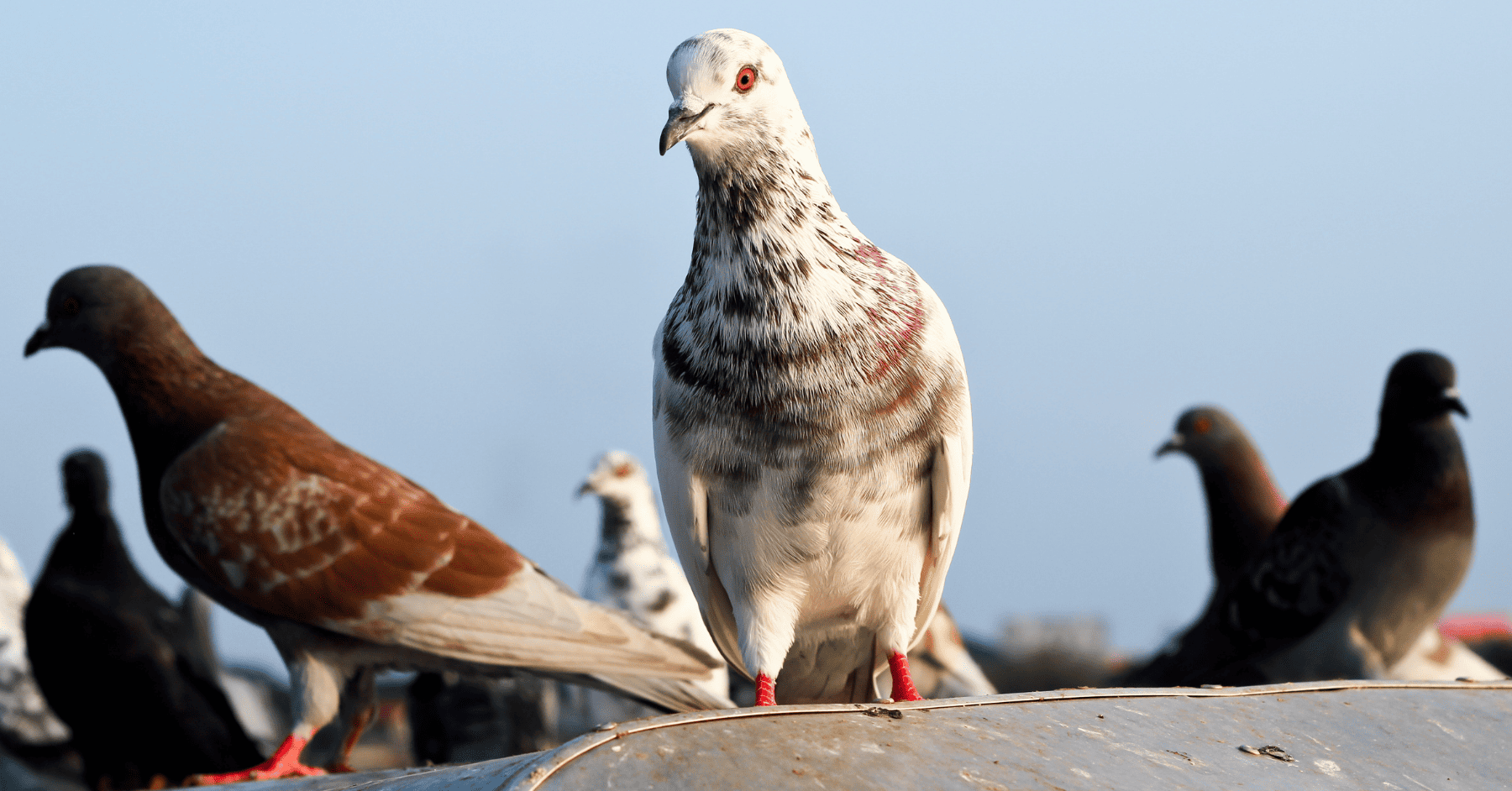 הרחקה יונים - הרחקת יונים לצמיתות: כל השיטות, כל הטריקים, כל האמת