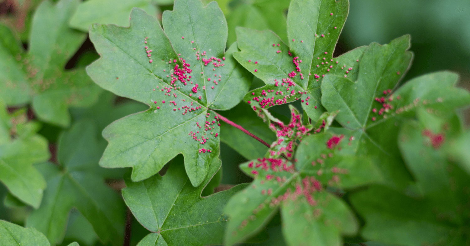 נקודות קטנות על העלים? זה המזיק שלא רואים - והורס הכול: אקריות אדומות