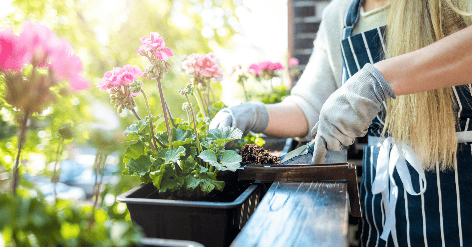 אדמת שתילה למרפסת - השכן מתלהב מהגרניום? ששש... זה מה שהוא לא מספר לכם