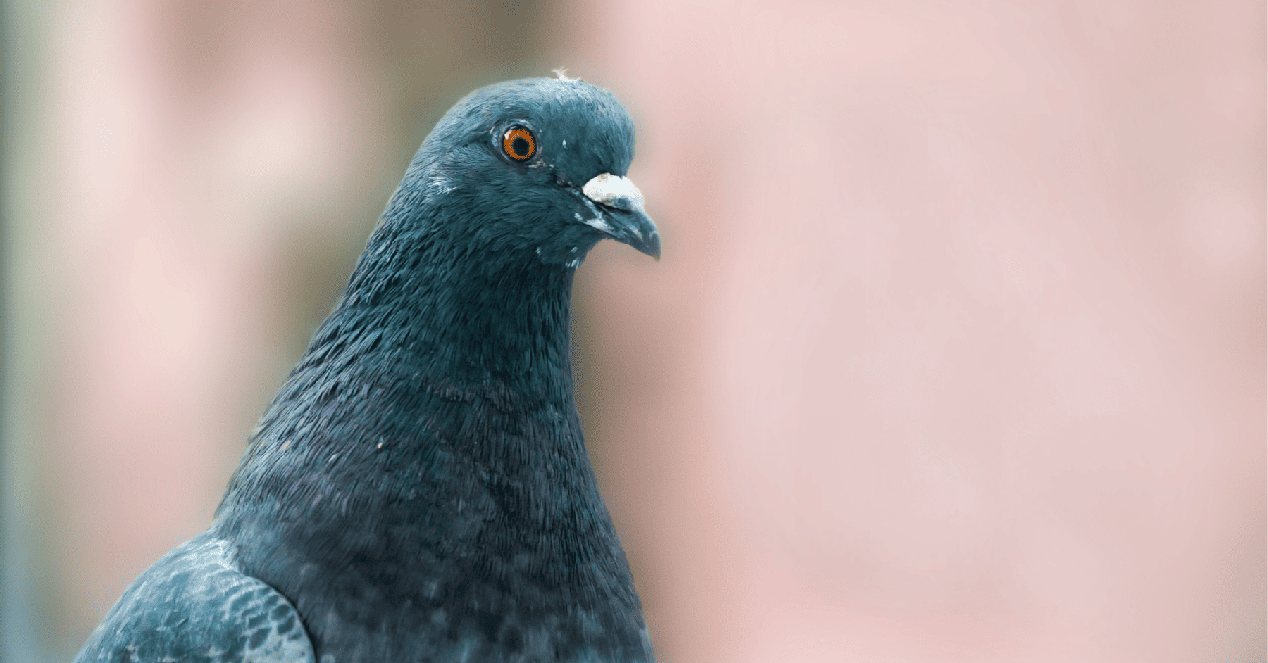 הרחקת יונים טבעית - שיטות להרחקת יונים: כל הפתרונות, בלי כימיקלים