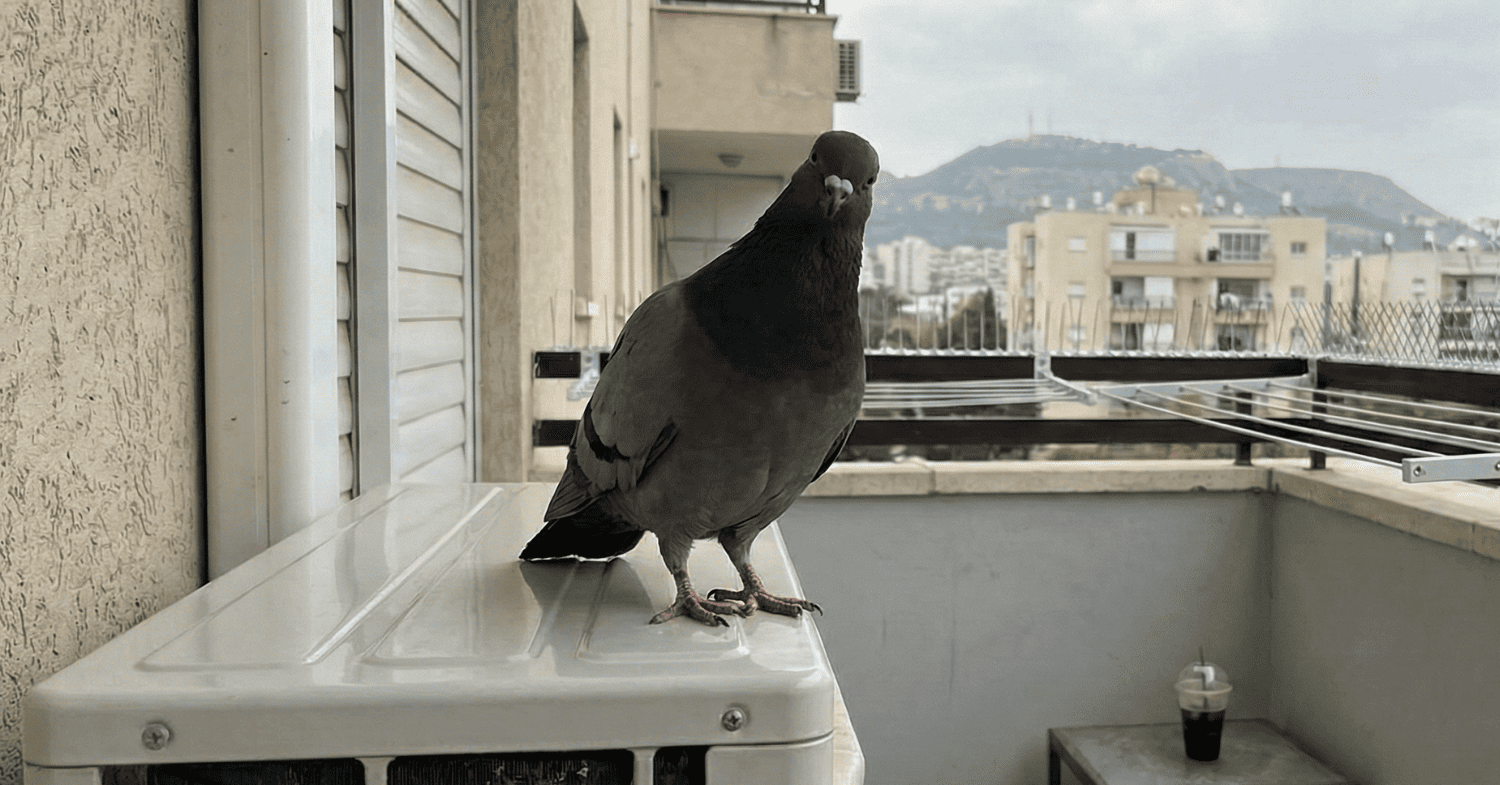 הרחקת יונים: ליונה אין גבול. ולכם יש מזגן - מדריך לשחרור מהתלות ביונים