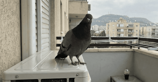 הרחקת יונים: ליונה אין גבול. ולכם יש מזגן - מדריך לשחרור מהתלות ביונים