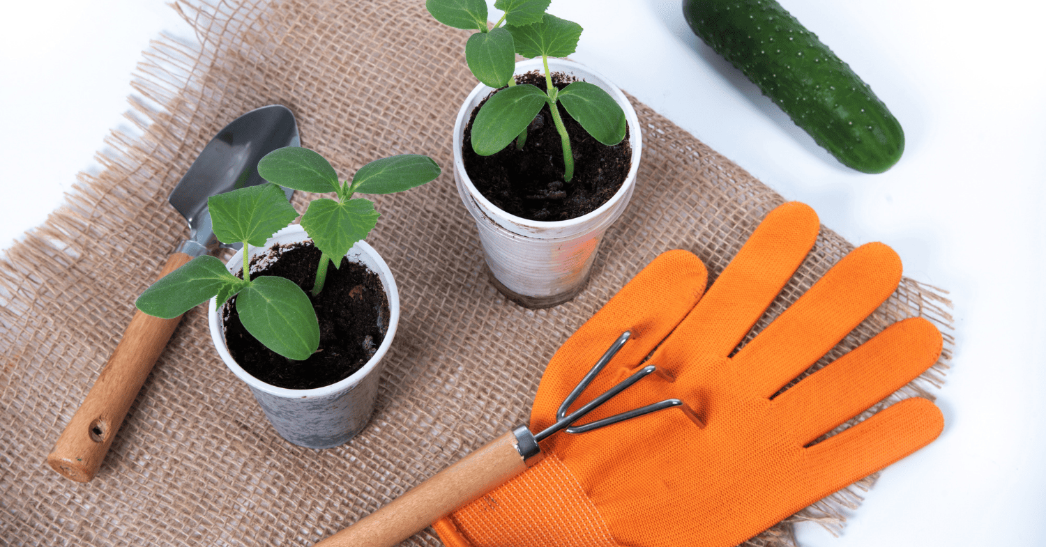 טיפים של מומחי גינון - איך לשפר אדמה בעציץ: צמחים בריאים ללא מאמץ