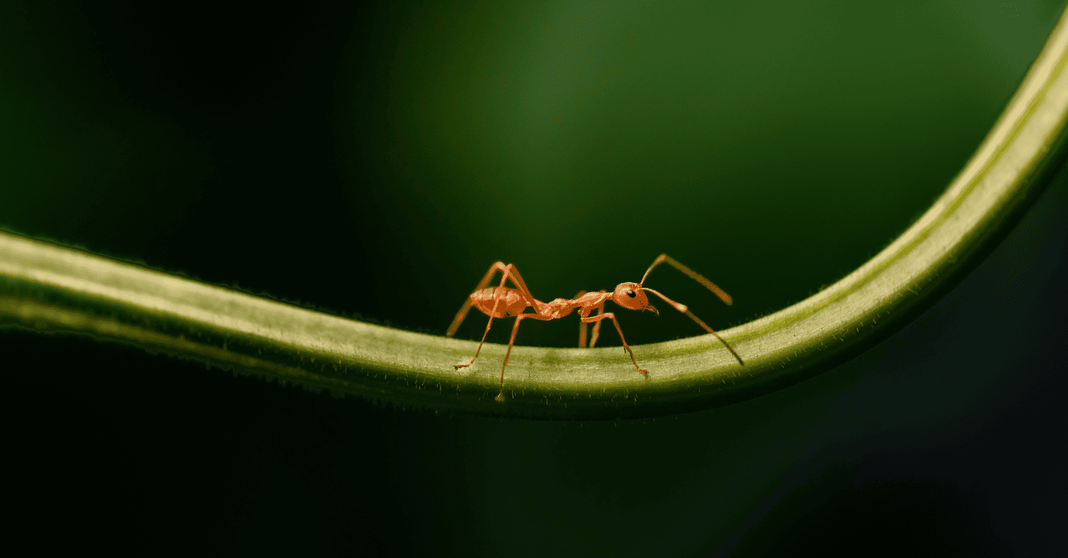 הדברת נמלים - איך לבצע הדברת נמלים בבית לבד עם ריסוס נגד נמלים ועוד