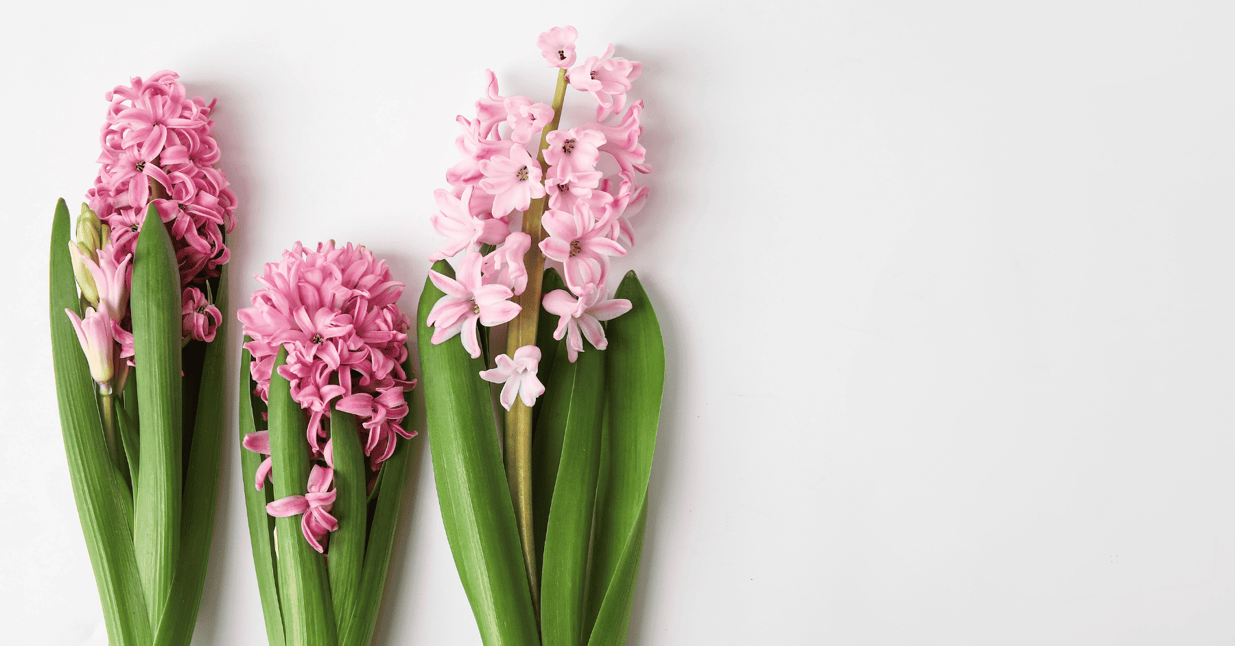 פקעות יקינטון טיפול בבית - טיפים שהופכים כל פקעת לקסם: לפריחה מושלמת