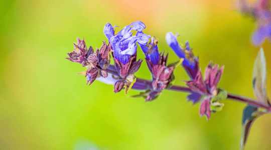 מרווה רפואית המוכרת גם בשמה הבוטני Salvia Officinalis