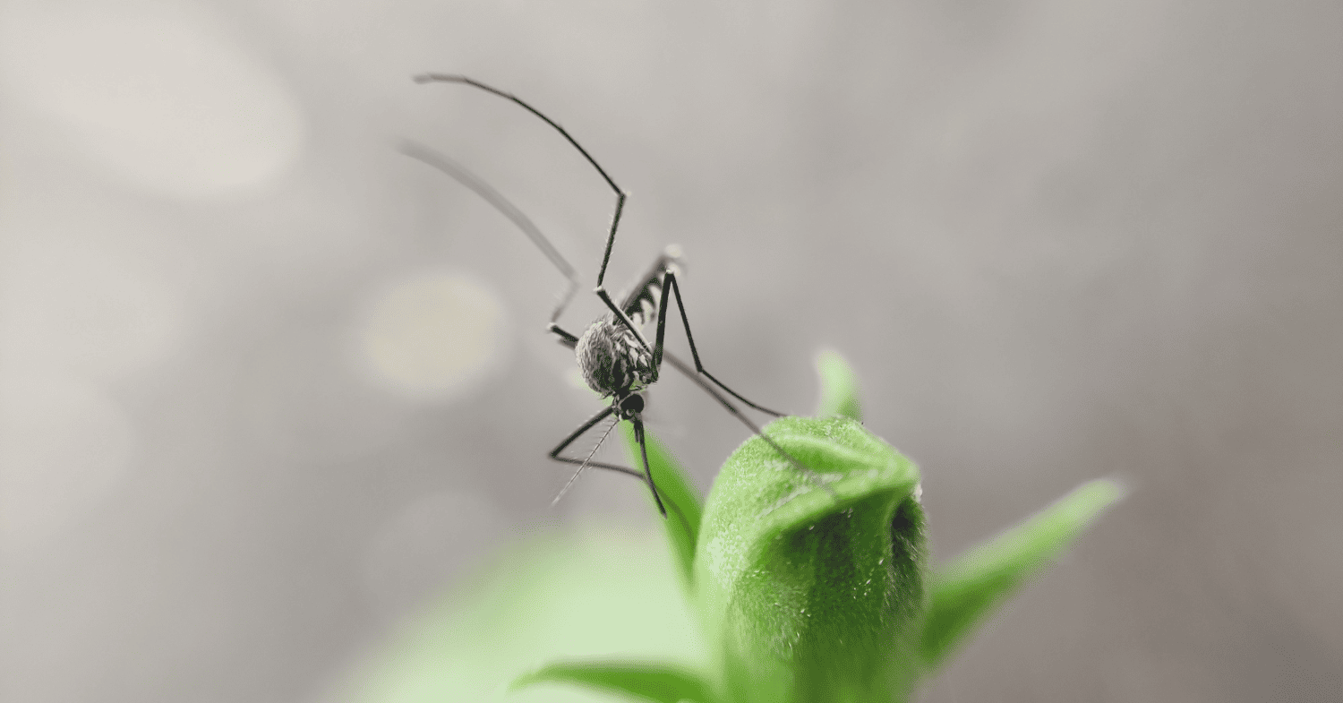 הדברת יתושים - 8 מוצרים קטנים שעושים הבדל ענק במלחמה נגד יתושים במרפסת
