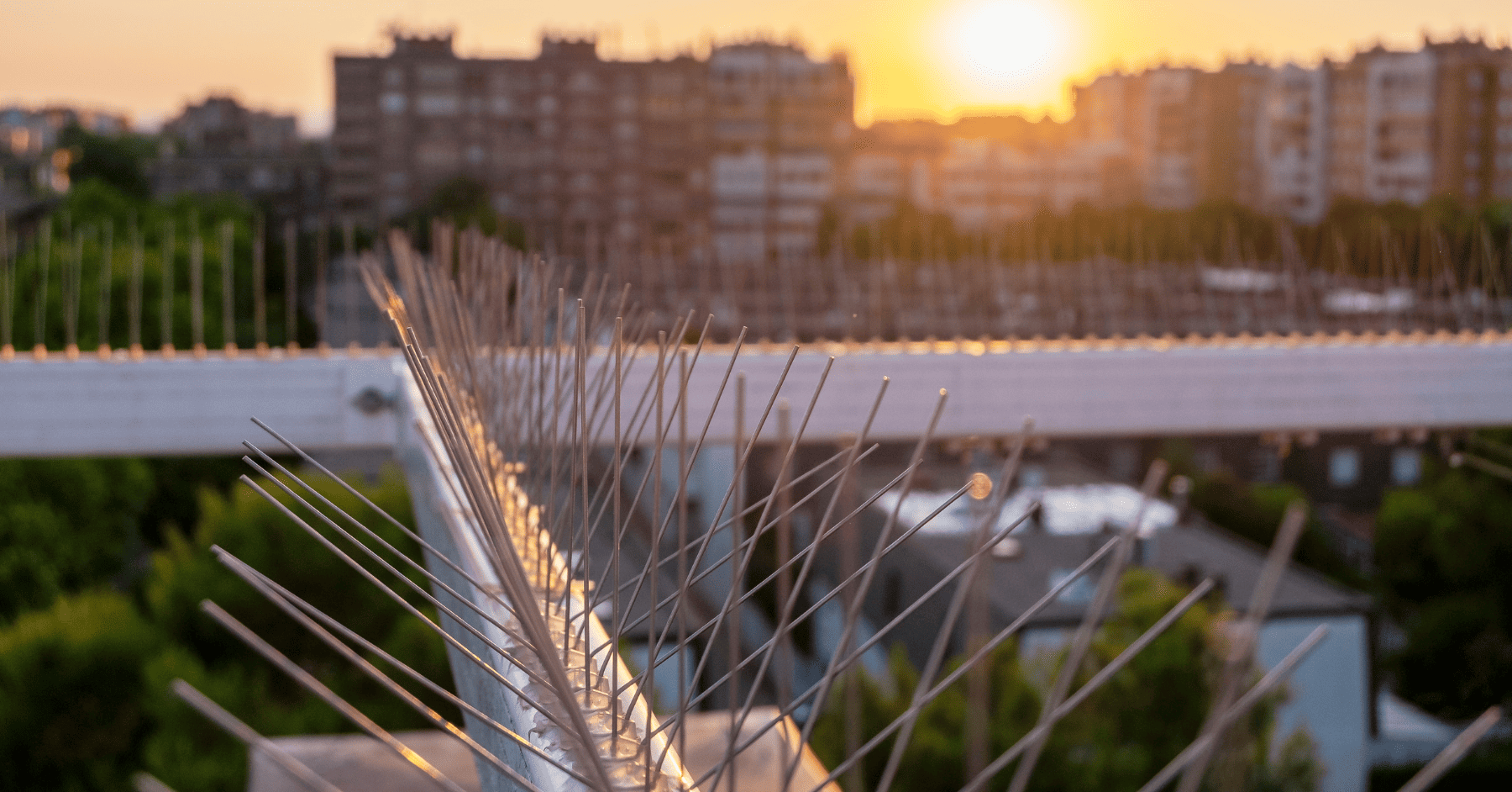 נגמר עידן הלשלשת על אדן החלון - דוקרנים נגד יונים שמצילים את השפיות