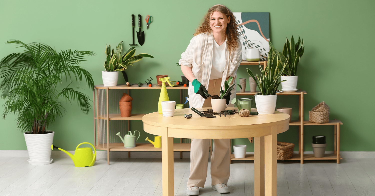 צמחים לבית ללא אור - אפס אור, אפס ניסיון, מקסימום סטייל ירוק בבית