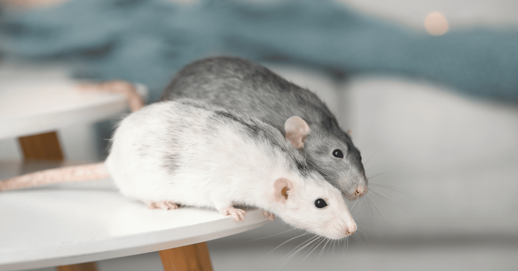 עכברים בבית? כך תחזירו לעצמכם את השקט - בלי מלכודת בקלות ללא מאמץ