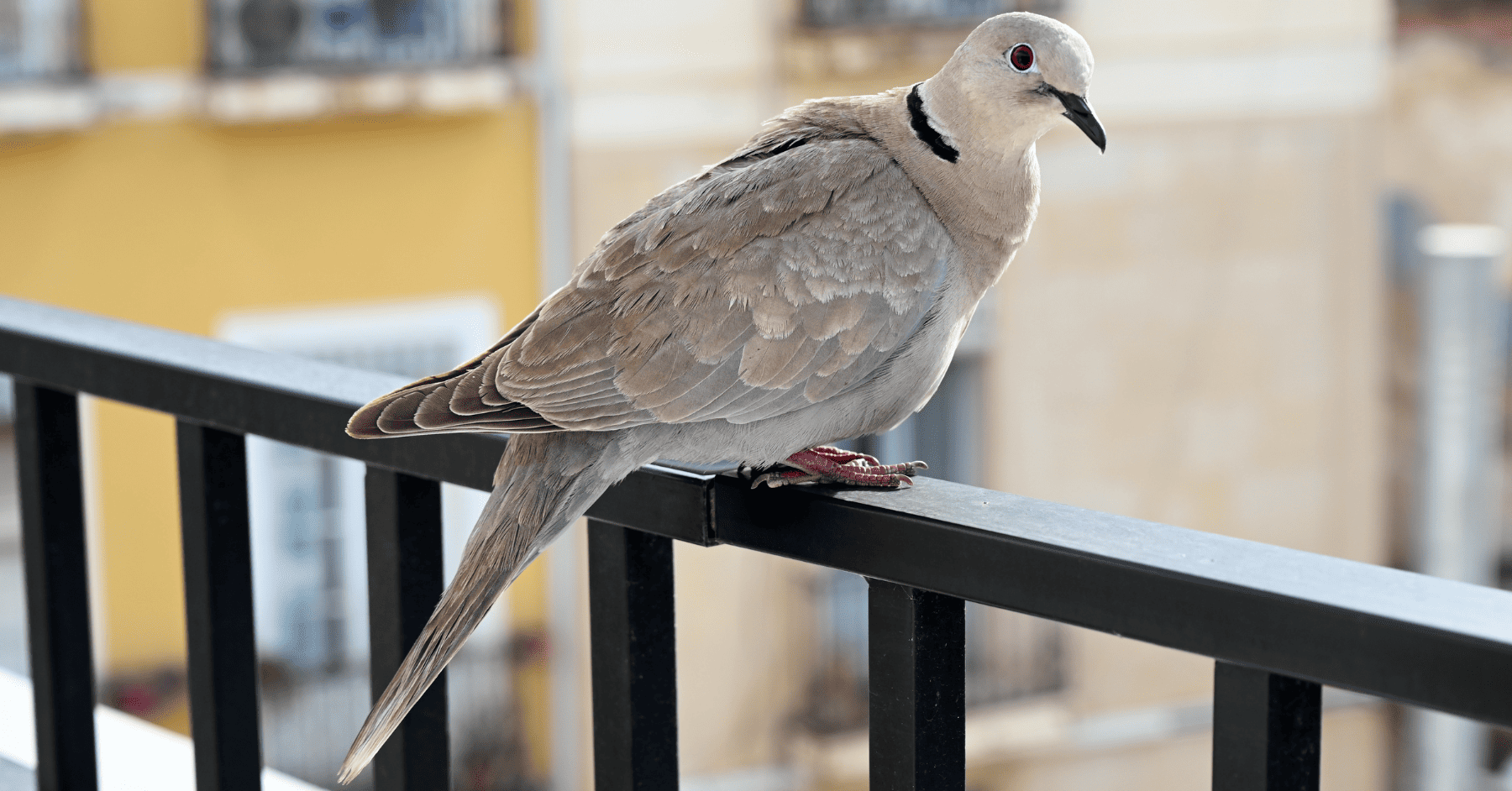 מכשיר להרחקת יונים | עיט: מכשיר אולטראסוני - הרחקת יונים אלקטרונית