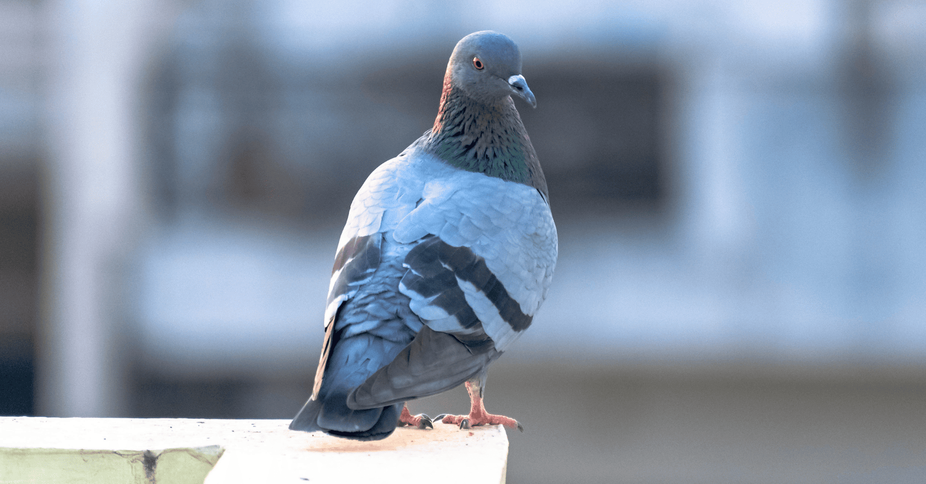 דחלילים להרחקת יונים - עורב להרחקת יונים וציפורים: טבעי, יעיל ולא מזיק