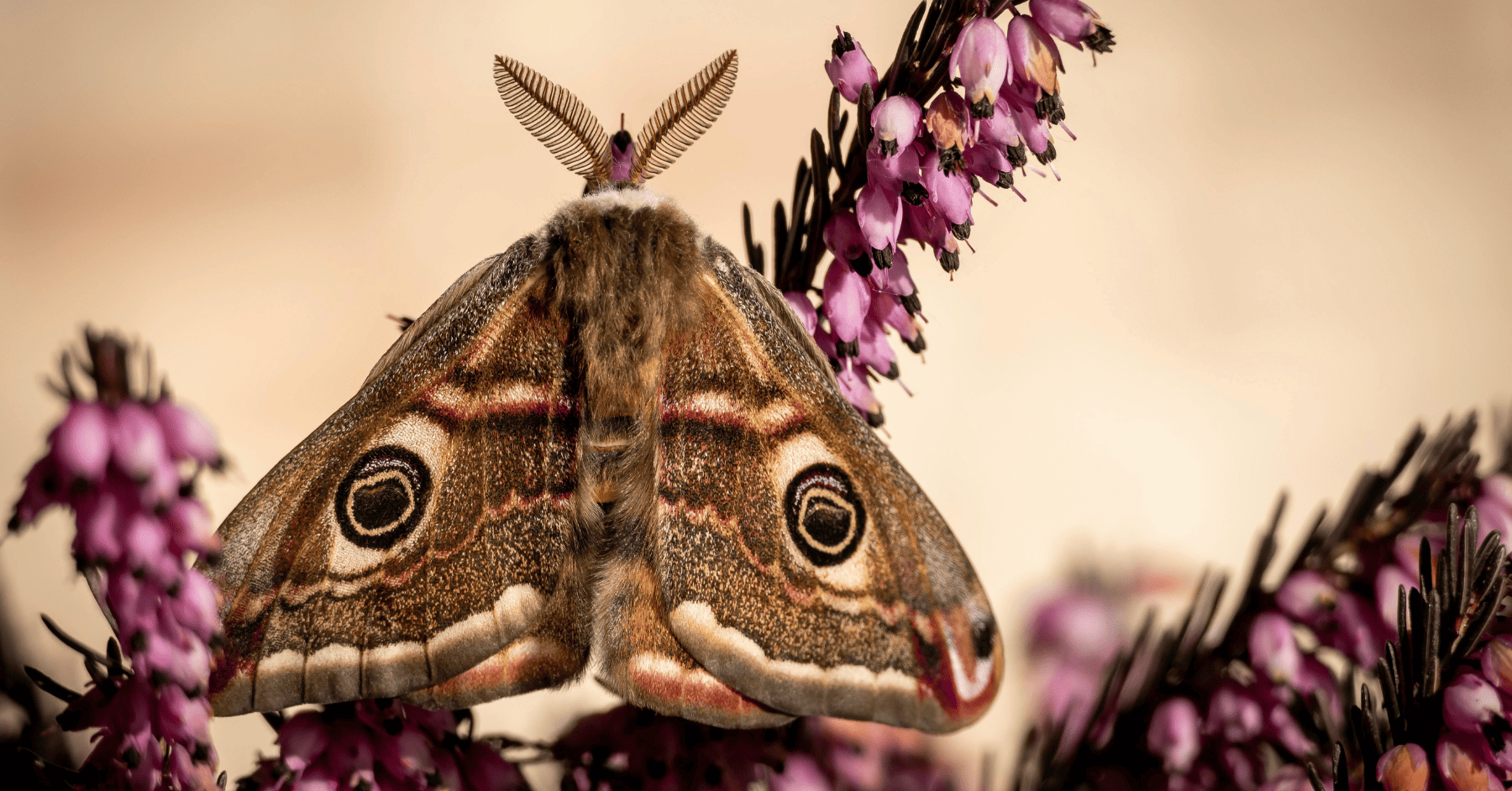 הדברה עש המזון - בלי רעלים, עם 6 מלכודות דבק סופר יעילות לשימוש ביתי