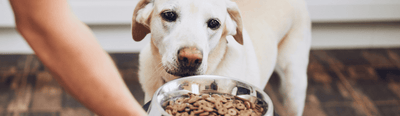 קלוז אפ של קערת אוכל לכלבים וכלב