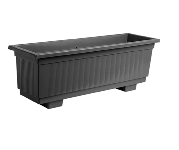 אדנית תבור פחם