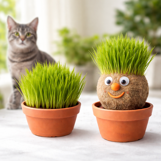 זרעי ירק לחתולים 