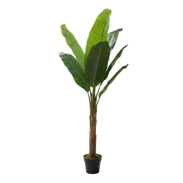בננה 150 סמ