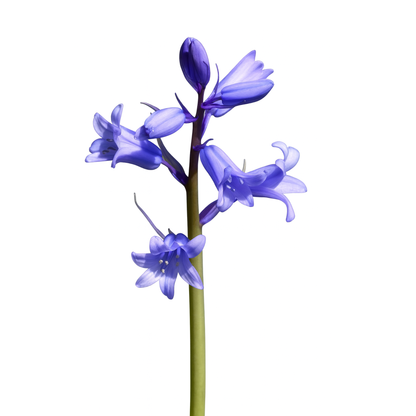 בן חצב יקינטוני