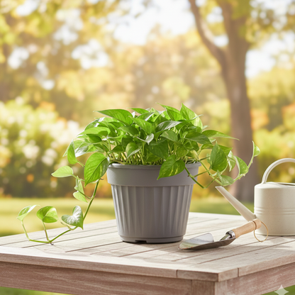 עציץ נרקיס דקורטיבי( קוטר 35 ס"מ, גובה 29 ס״מ) , פתרון אלגנטי לצמחים בודדים ושתי