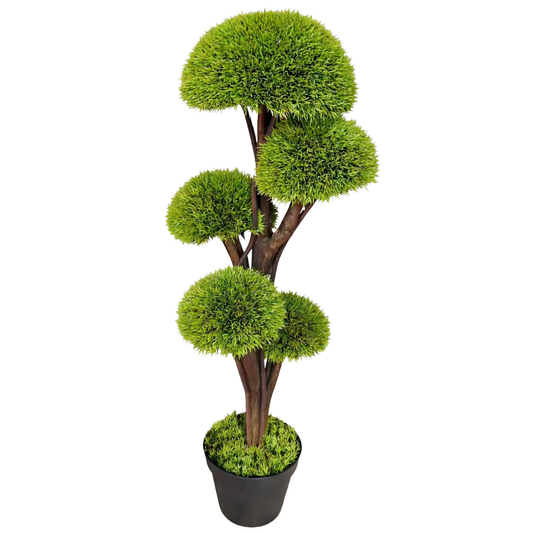 ברוש כדורי גובה 120 סמ