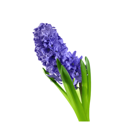 פקעות יקינטון כחול