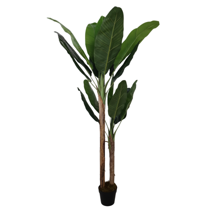עץ בננה איכותי