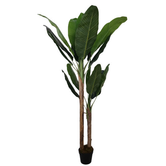 עץ בננה איכותי