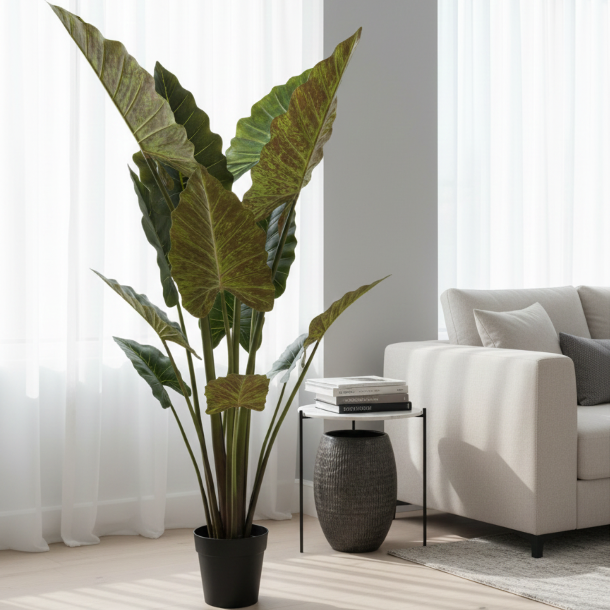 קלתיאה איכותית 150 ס"מ