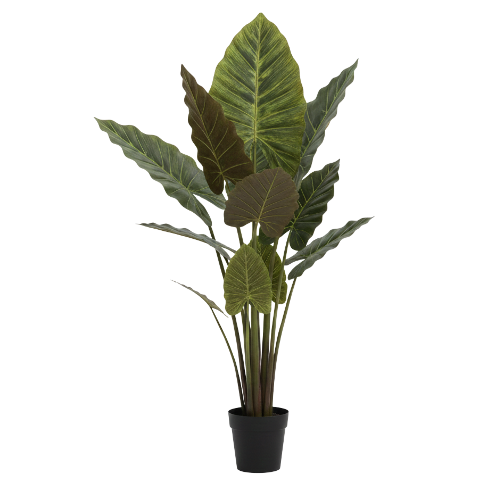 עציץ קלתיאה