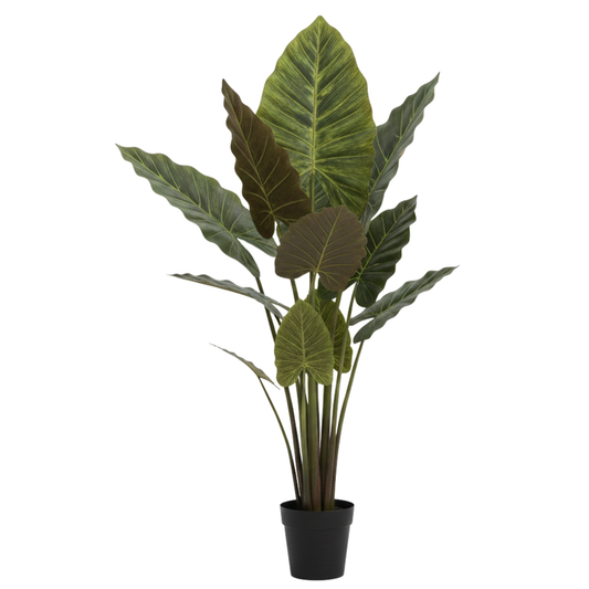 עציץ קלתיאה